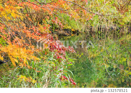 紅葉見頃な五色沼湖沼群 132578521