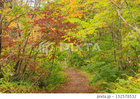 紅葉見頃な五色沼湖沼群 紅葉見頃な五色沼湖沼群 132578532