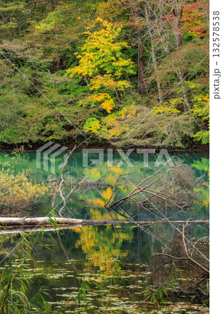 紅葉見頃な五色沼湖沼群 132578538