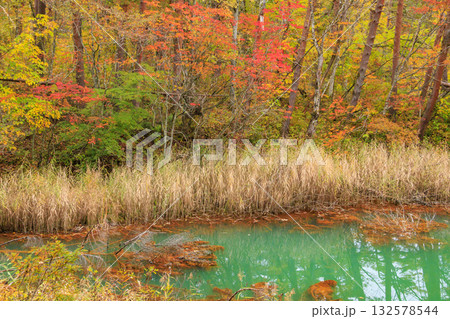 紅葉見頃な五色沼湖沼群 132578544