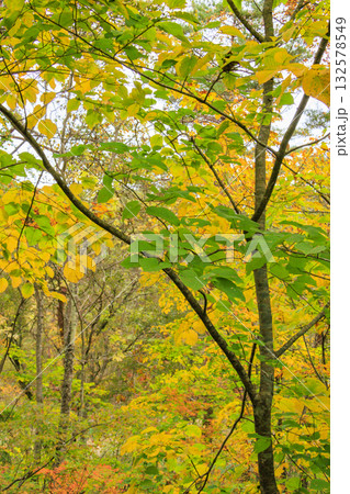 紅葉見頃な五色沼湖沼群 紅葉見頃な五色沼湖沼群 132578549