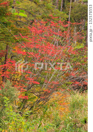 紅葉見頃な五色沼湖沼群 132578553