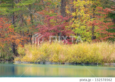 紅葉見頃な五色沼湖沼群 紅葉見頃な五色沼湖沼群 132578562