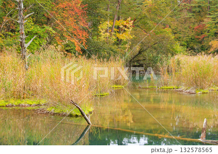紅葉見頃な五色沼湖沼群 132578565