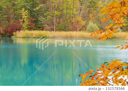 紅葉見頃な五色沼湖沼群 132578566
