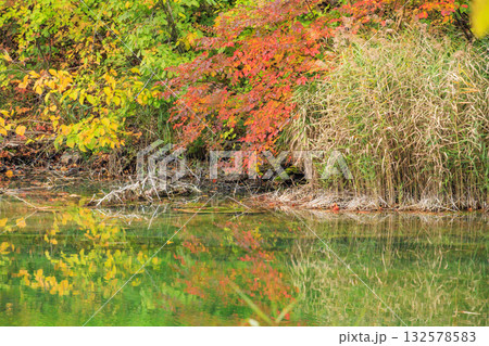 紅葉見頃な五色沼湖沼群 紅葉見頃な五色沼湖沼群 132578583