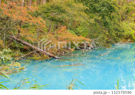 紅葉見頃な五色沼湖沼群 紅葉見頃な五色沼湖沼群 132578590