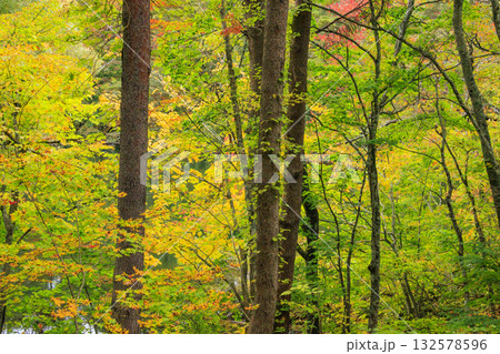 紅葉見頃な五色沼湖沼群 132578596