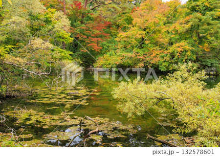 紅葉見頃な五色沼湖沼群 132578601