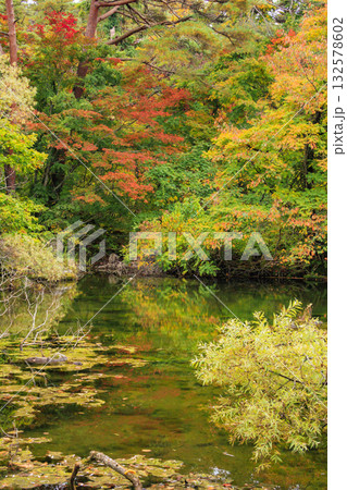 紅葉見頃な五色沼湖沼群 132578602