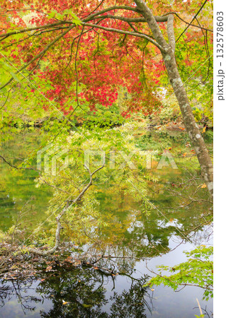 紅葉見頃な五色沼湖沼群 132578603