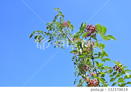 カホクザンショウ（ミカン科）花椒の香辛料 132578619