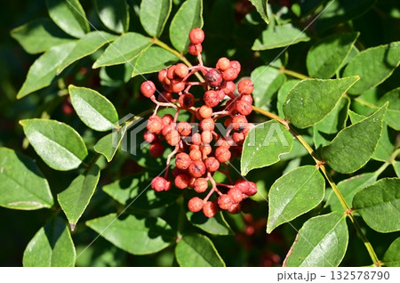 カホクザンショウ(ミカン科)花椒の香辛料 カホクザンショウ(ミカン科)花椒の香辛料 132578790