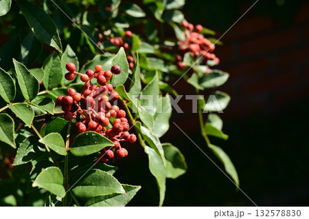 カホクザンショウ(ミカン科)花椒の香辛料 カホクザンショウ(ミカン科)花椒の香辛料 132578830