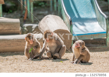 砂場で遊ぶ3匹のニホンザル 132578956