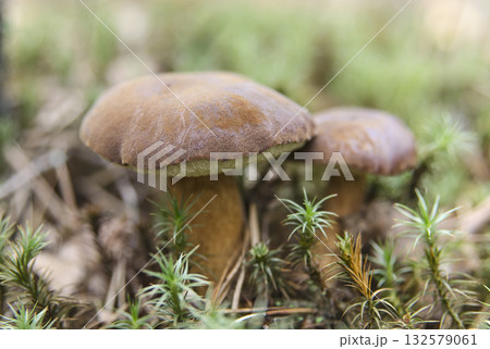Wild Polish mushrooms (Imleria badia) in green moss Wild Polish mushrooms (Imleria badia) in green moss 132579061