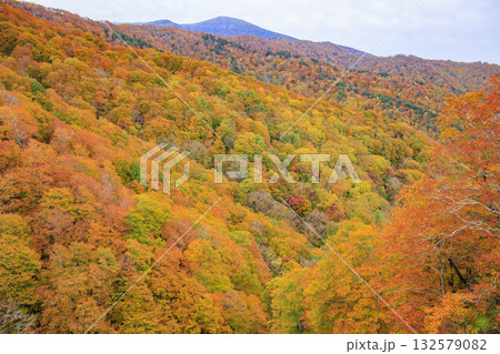 西吾妻スカイバレーの紅葉 西吾妻スカイバレーの紅葉 132579082