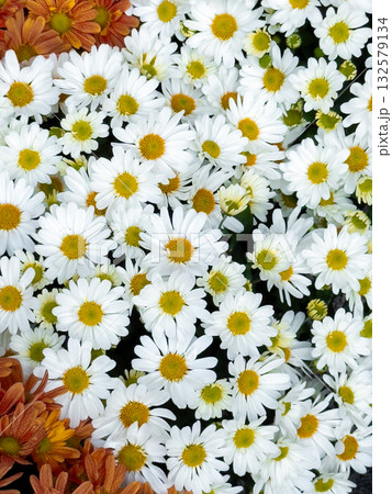 Vibrant white and orange daisies in bloom 132579134