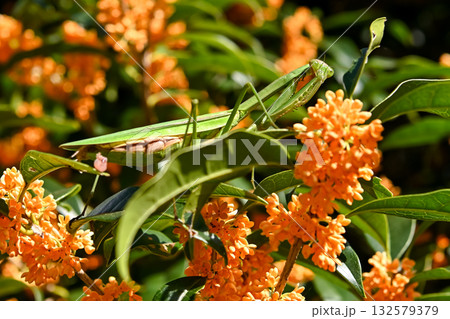 金木犀にカマキリ 金木犀にカマキリ 132579379