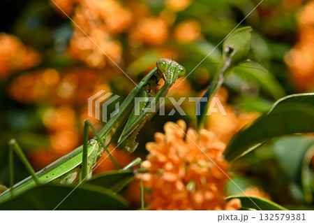 金木犀にカマキリ 132579381