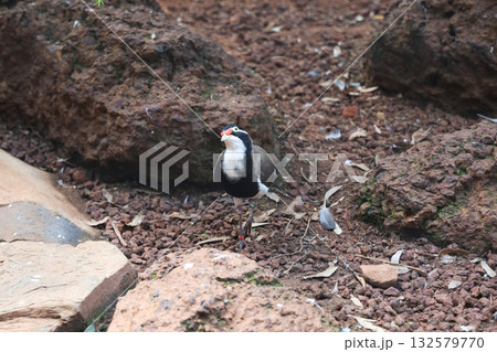 The Banded Lapwing Bird is animal in australia The Banded Lapwing Bird is animal in australia 132579770