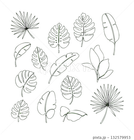 Tropical leaves vector set with various palm, monstera, and banana leaf designs in outline style for botanical projects and natural themes 132579953