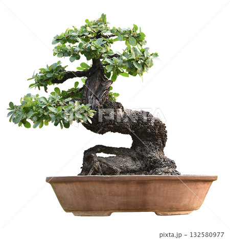 Small bonsai plants in pots are a hobby for decorating the garden isolated on white background Small bonsai plants in pots are a hobby for decorating the garden isolated on white background 132580977