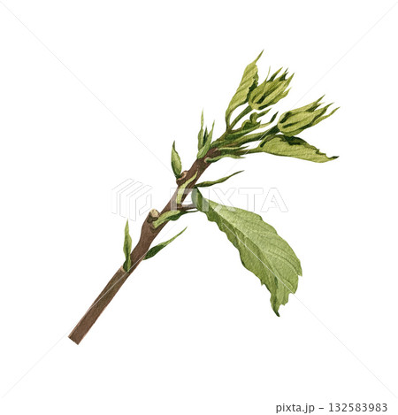 A hibiscus branch with young leaves. Watercolor illustration for postcards and packaging. A hibiscus branch with young leaves. Watercolor illustration for postcards and packaging. 132583983