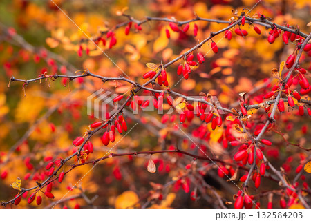 Close up photo of barberry tree full of berries. Bright red barberry fruits Close up photo of barberry tree full of berries. Bright red barberry fruits 132584203