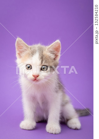 Adorable little kitten on violet background. Studio shot of white fluffy newborn cat Adorable little kitten on violet background. Studio shot of white fluffy newborn cat 132584210