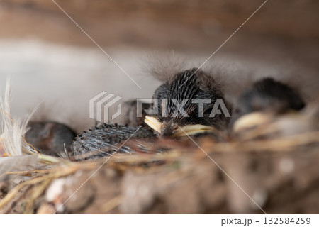 Family of weak newborn swallow birds sleeping in the nest. Little birds in nest Family of weak newborn swallow birds sleeping in the nest. Little birds in nest 132584259