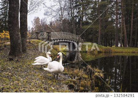 Beautiful autumn landscape with a pond and two swans. 132584291