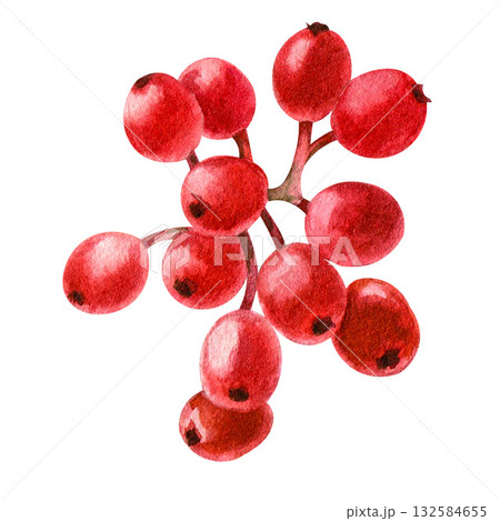Red holly berries. Watercolor isolated illustration for decoration. Christmas card decor. 132584655