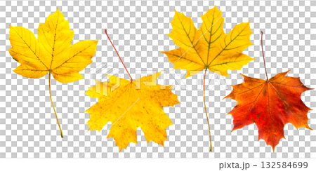 Beautiful autumn leaves depicting the changing seasons on a transparent background. 132584699