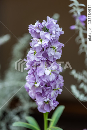 デルフィニウム 132584954