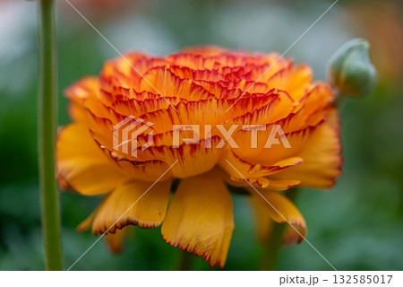 ラナンキュラス 132585017