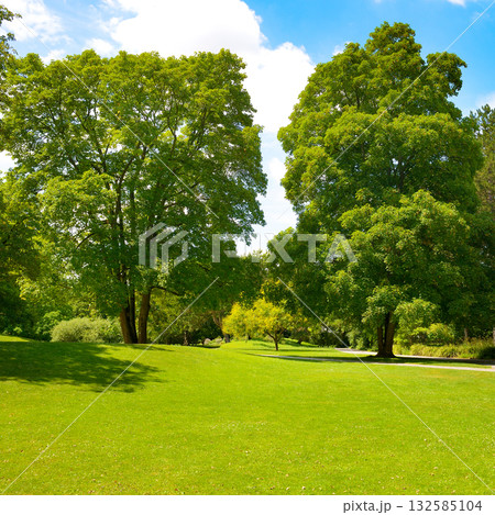 Tall trees and green bright green grass in meadow in beautiful park. Tall trees and green bright green grass in meadow in beautiful park. 132585104
