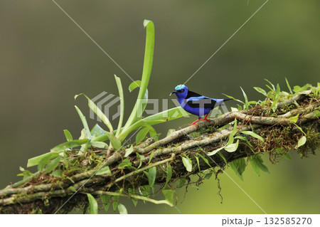 Blue bird Red-legged Honeycreeper, Cyanerpes cyaneus, exotic tropical animal with red legs from Costa Rica. Tinny songbird in the nature habitat Blue bird Red-legged Honeycreeper, Cyanerpes cyaneus, exotic tropical animal with red legs from Costa Rica. Tinny songbird in the nature habitat 132585270