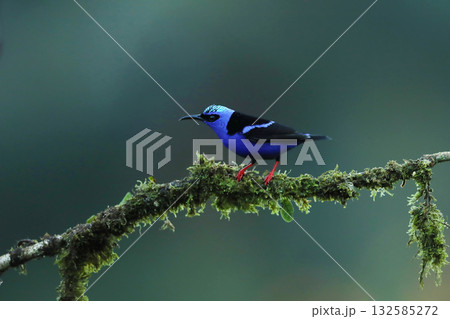 Blue bird Red-legged Honeycreeper, Cyanerpes cyaneus, exotic tropical animal with red legs from Costa Rica. Tinny songbird in the nature habitat Blue bird Red-legged Honeycreeper, Cyanerpes cyaneus, exotic tropical animal with red legs from Costa Rica. Tinny songbird in the nature habitat 132585272