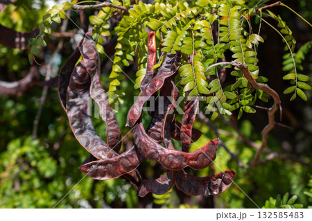 Dried black carob pods on tree in garden, Thailand. 132585483