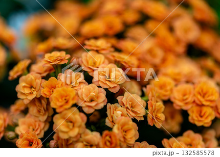 ベニベンケイ 132585578