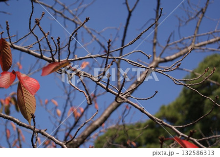 青空を背景に紅葉が残る桜の枝 青空を背景に紅葉が残る桜の枝 132586313