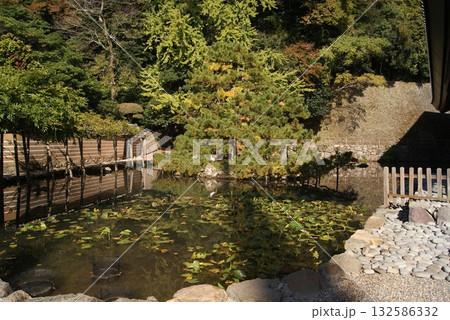 水面に揺れる睡蓮の葉 132586332