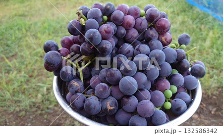 コンコードブドウ収穫 132586342
