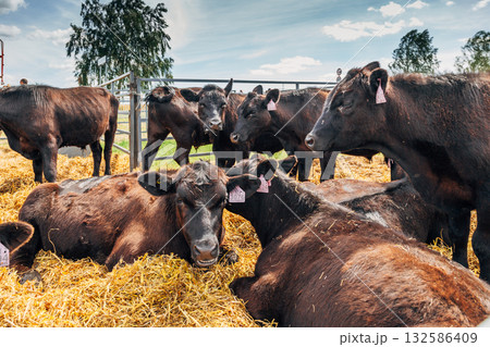 Black Angus calves in the open air 132586409