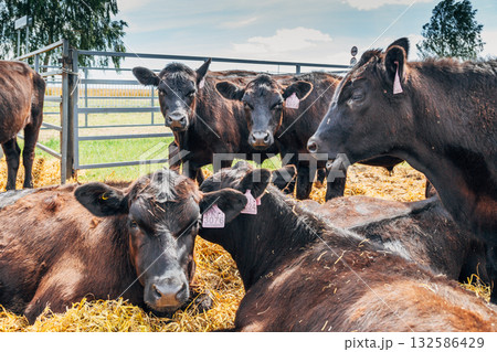Black Angus calves in the open air Black Angus calves in the open air 132586429