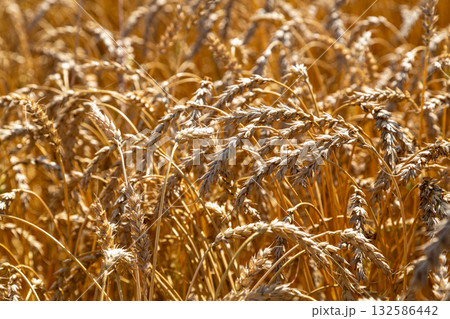 Gold wheat field and blue sky Gold wheat field and blue sky 132586442
