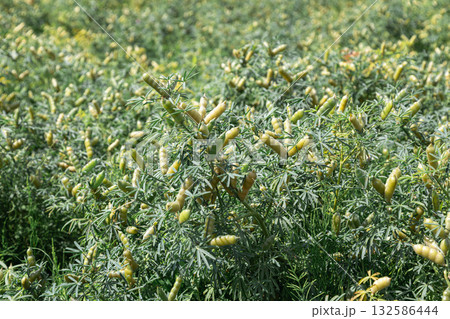 Lupine angustifolia with pods in the field 132586444