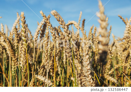 Gold wheat field and blue sky 132586447