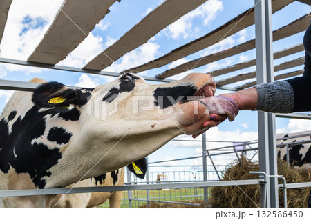 Close up of a young holstein cow licking a hand 132586450